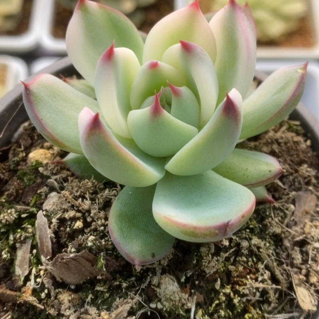 682锦锦锦锦锦锦锦