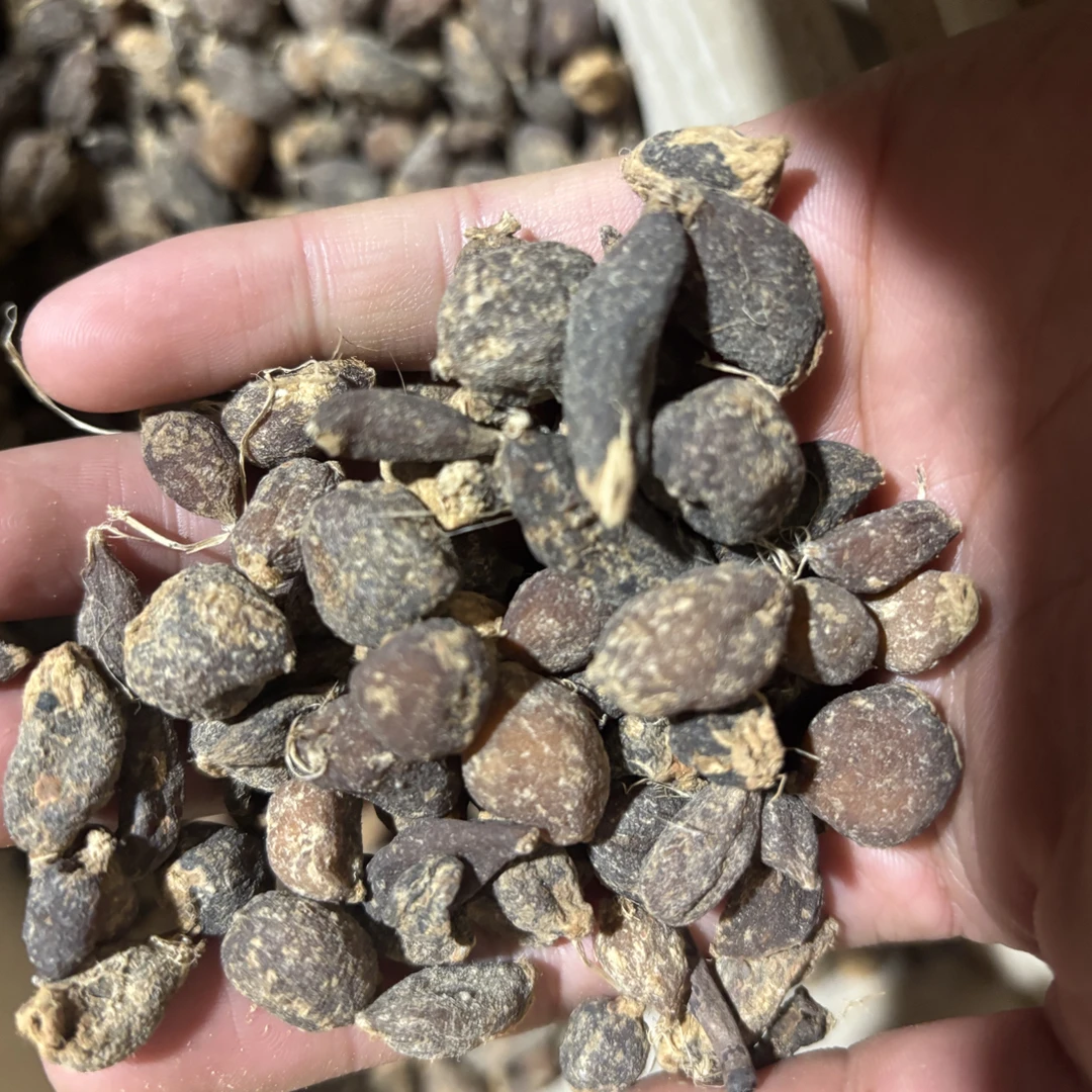 边境土特产（金玉金杞兰）好物分享