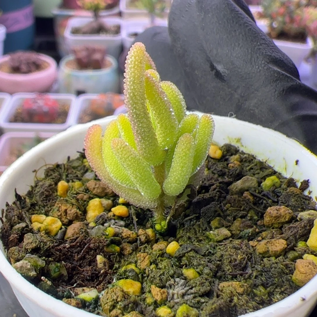 多肉植物枝干红叶黄锦