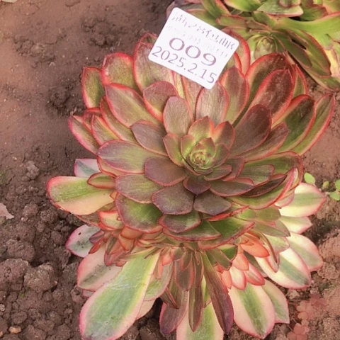 我***～2.15-9炫彩多肉植物