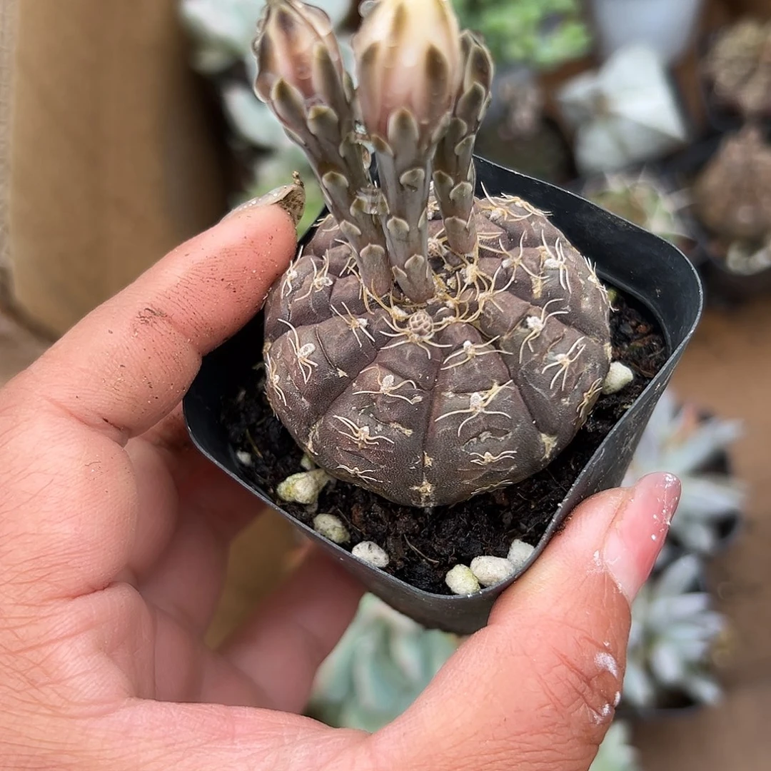 多肉植物多肉植物