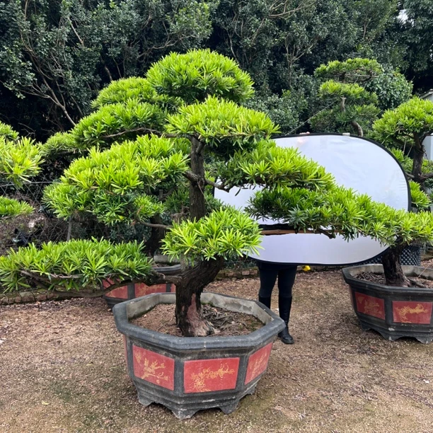 罗汉松大型绿植室内庭院精品老桩造型高档罗汉松盆景罗汉松庭院树