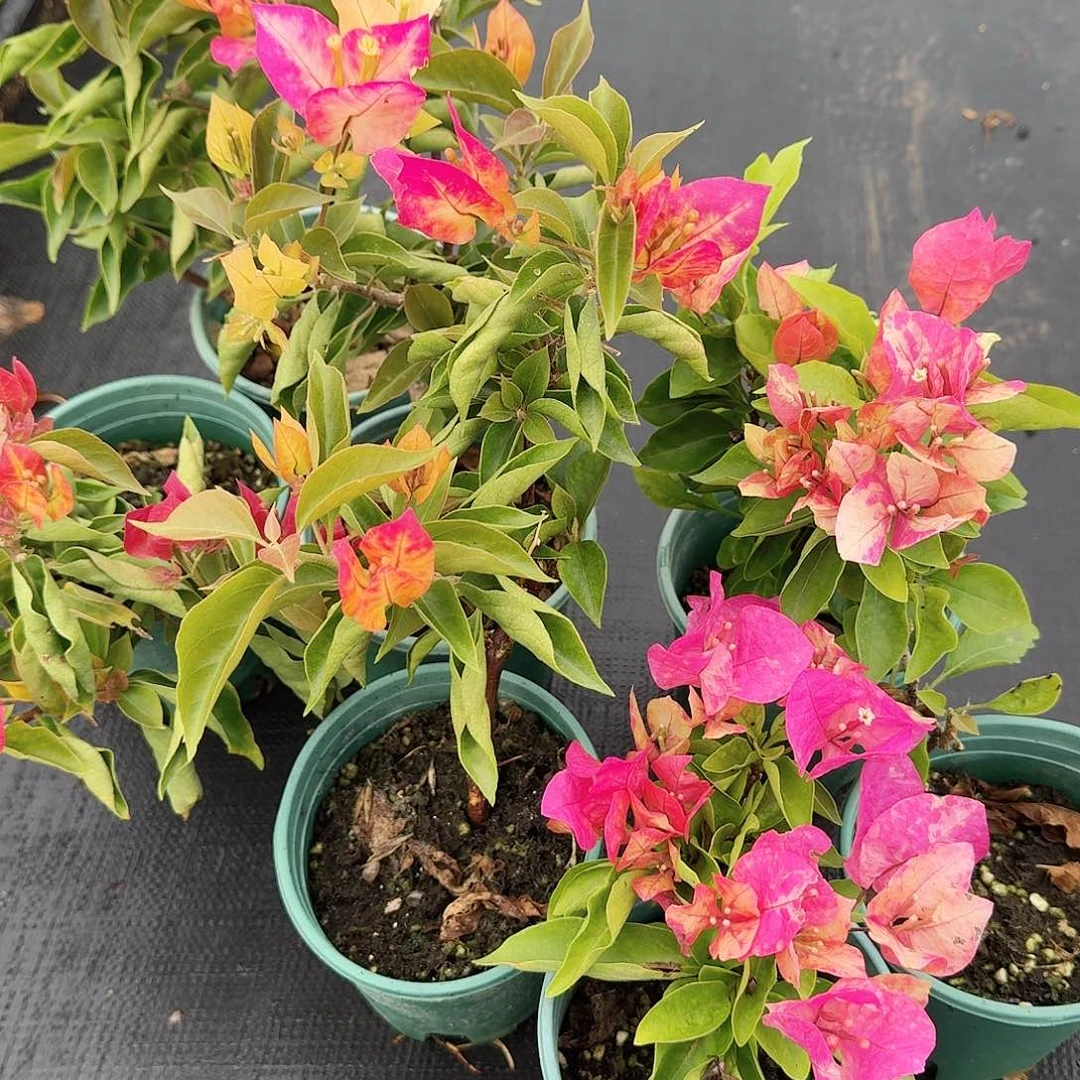 完全开放苏菲亚和阿珠娜