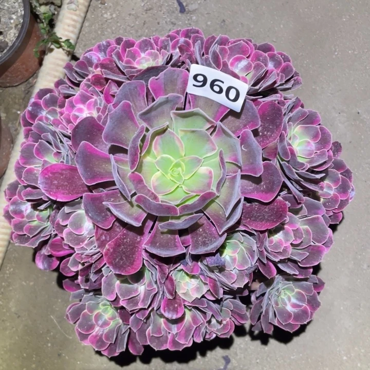 凤冠960号多肉植物