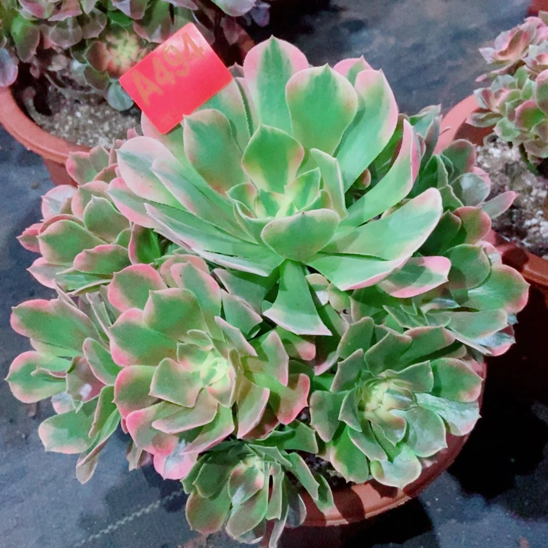 香妃494多肉111111