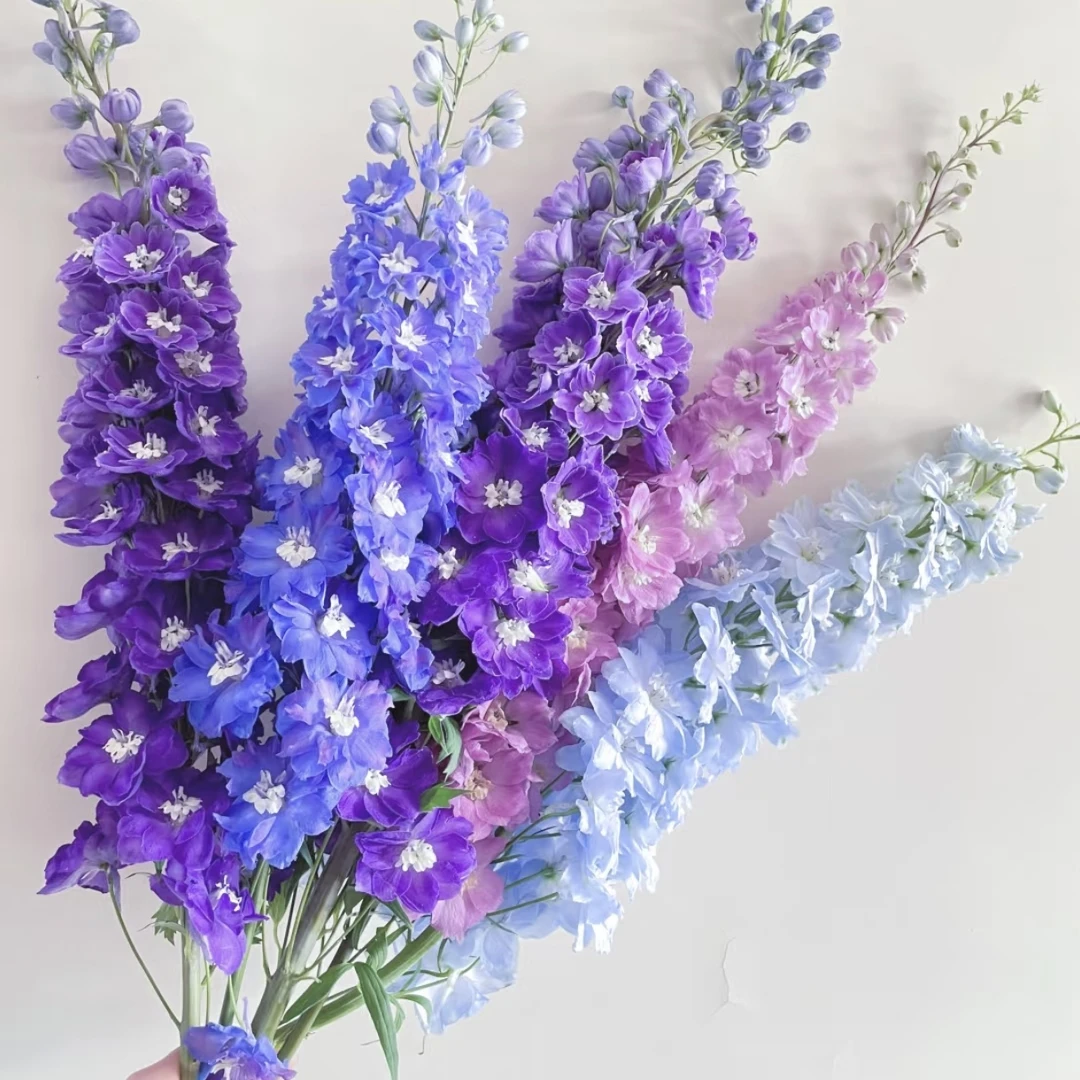 【宝熠大飞燕】家居插花鲜花养护