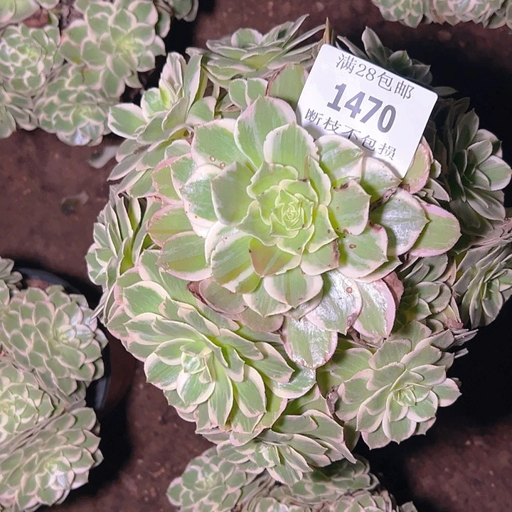 ❀***.1470水蜜桃多肉植物