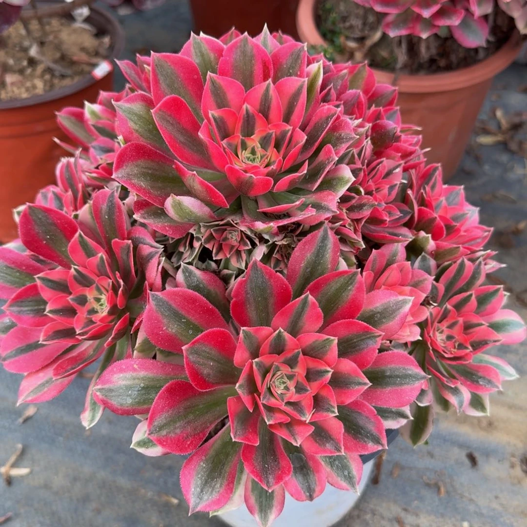 927粉女巫精品法师多肉