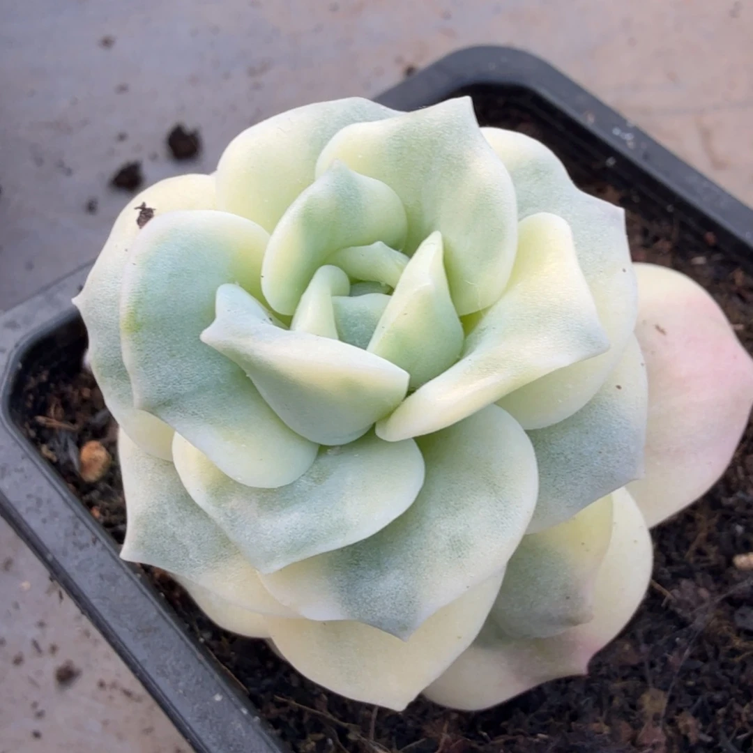 白腹轮锦可爱玫瑰锦