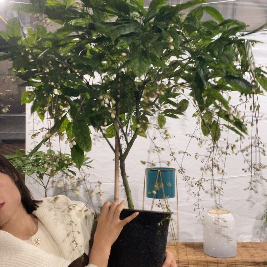 大部分花苞少量开放泰国长花序垂丝茉莉
