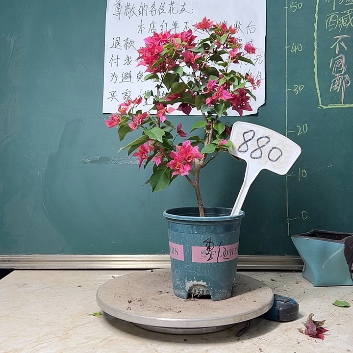 完全开放重瓣红 880