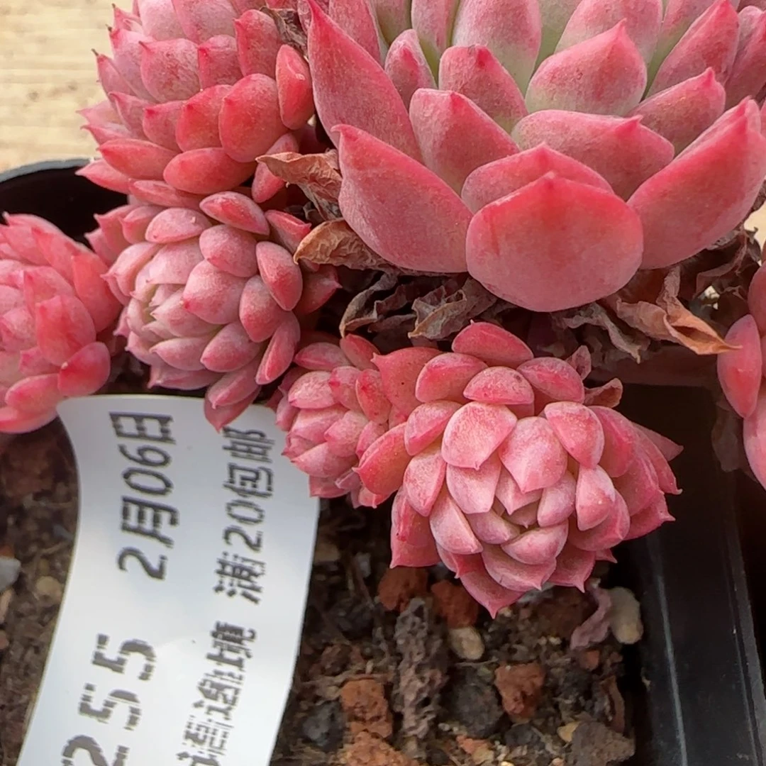 花语逸镜0206-255