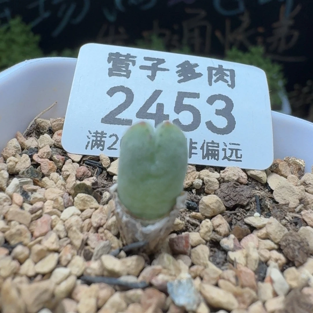 985猪蹄带盆土。