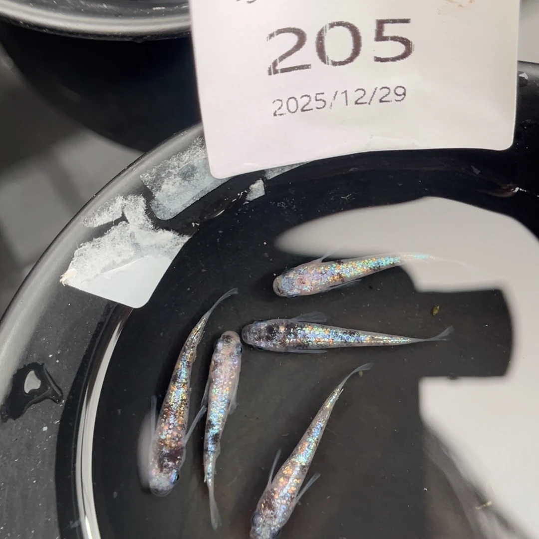 青鳉鱼205月华海王星五尾