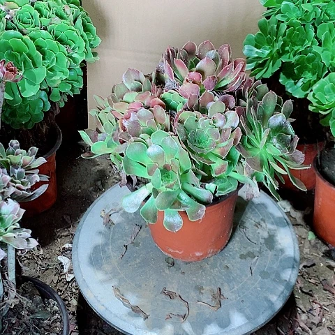 爱***花荷兰玫瑰多肉植物法师69