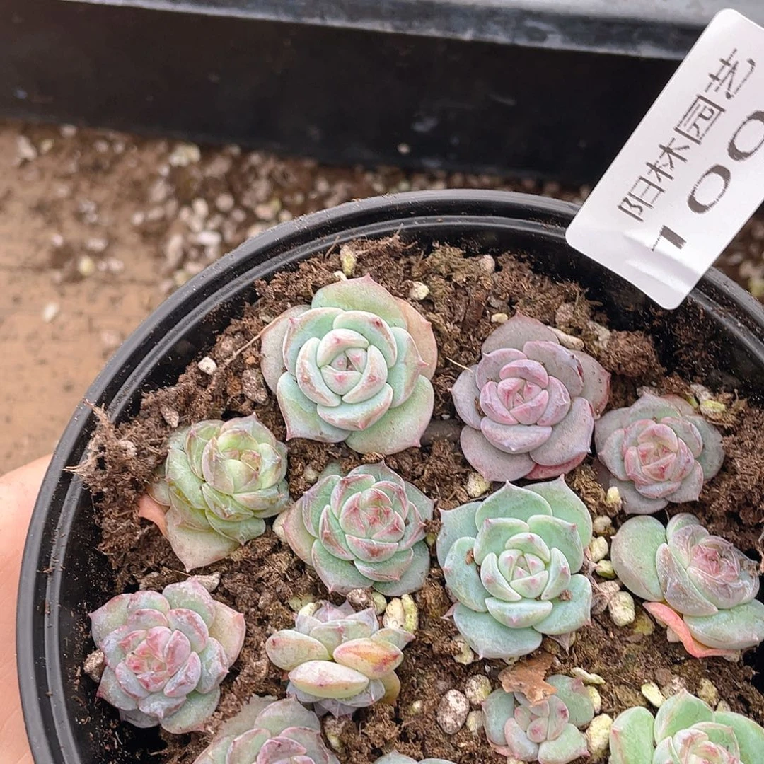 多肉植物多肉植物1002