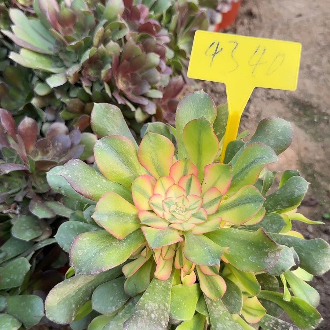 4340---流星雨多头多肉