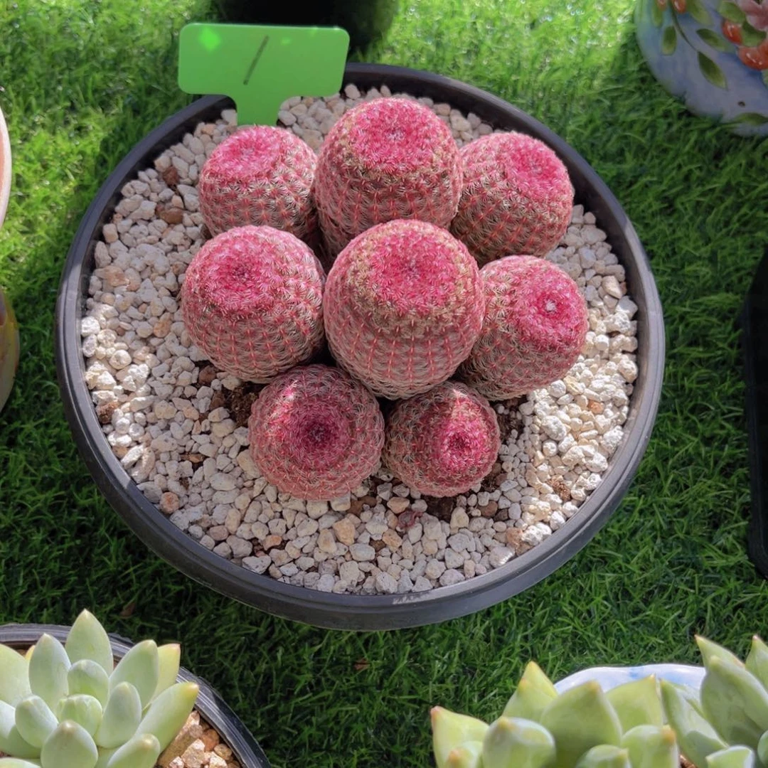 遇***好1号多肉植物一物一拍就