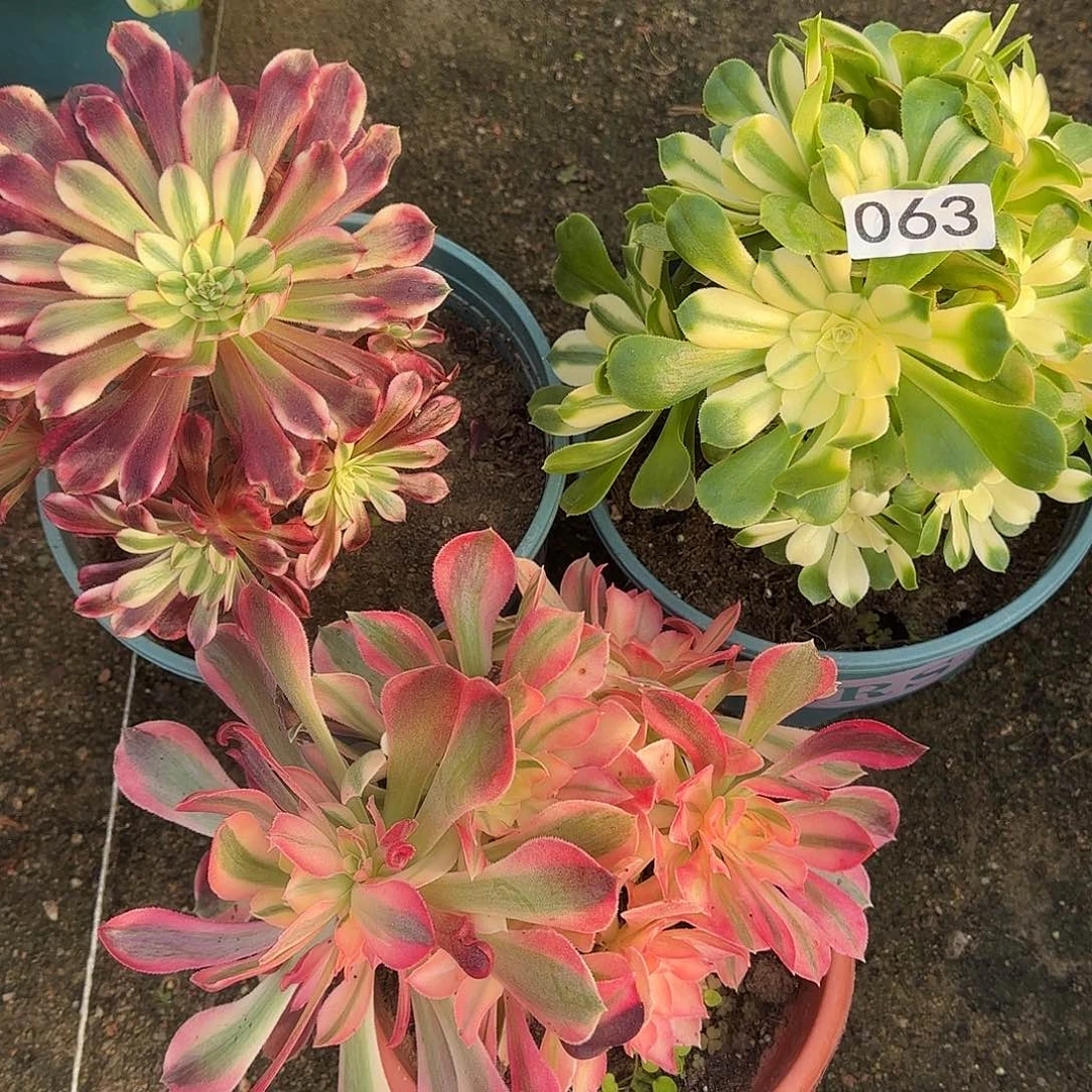 多肉植物法师福利组合3克063