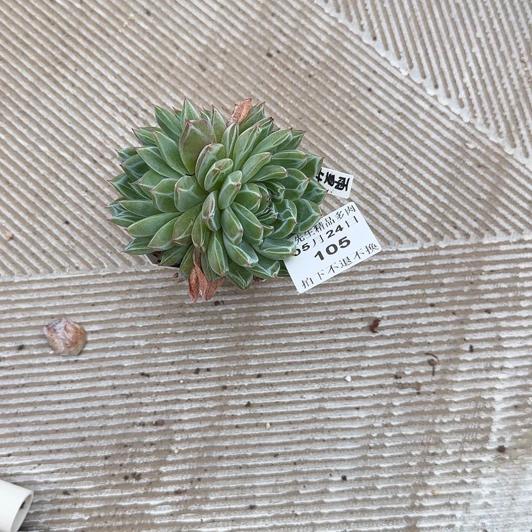 ?****丫0524-105雪花珍妮