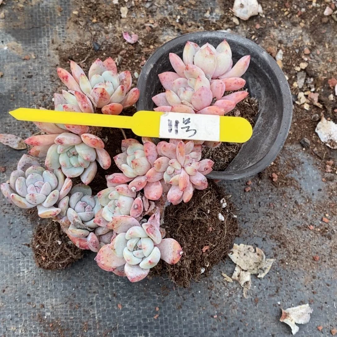 木*人11号的肉肉肉肉肉肉