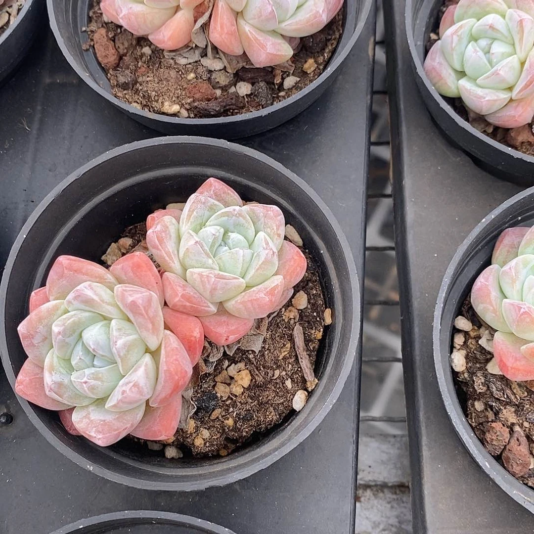 冰玉双头，福利多多