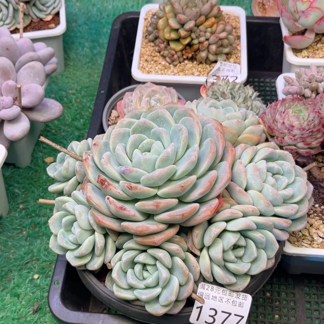 大1377；hf j ch n n