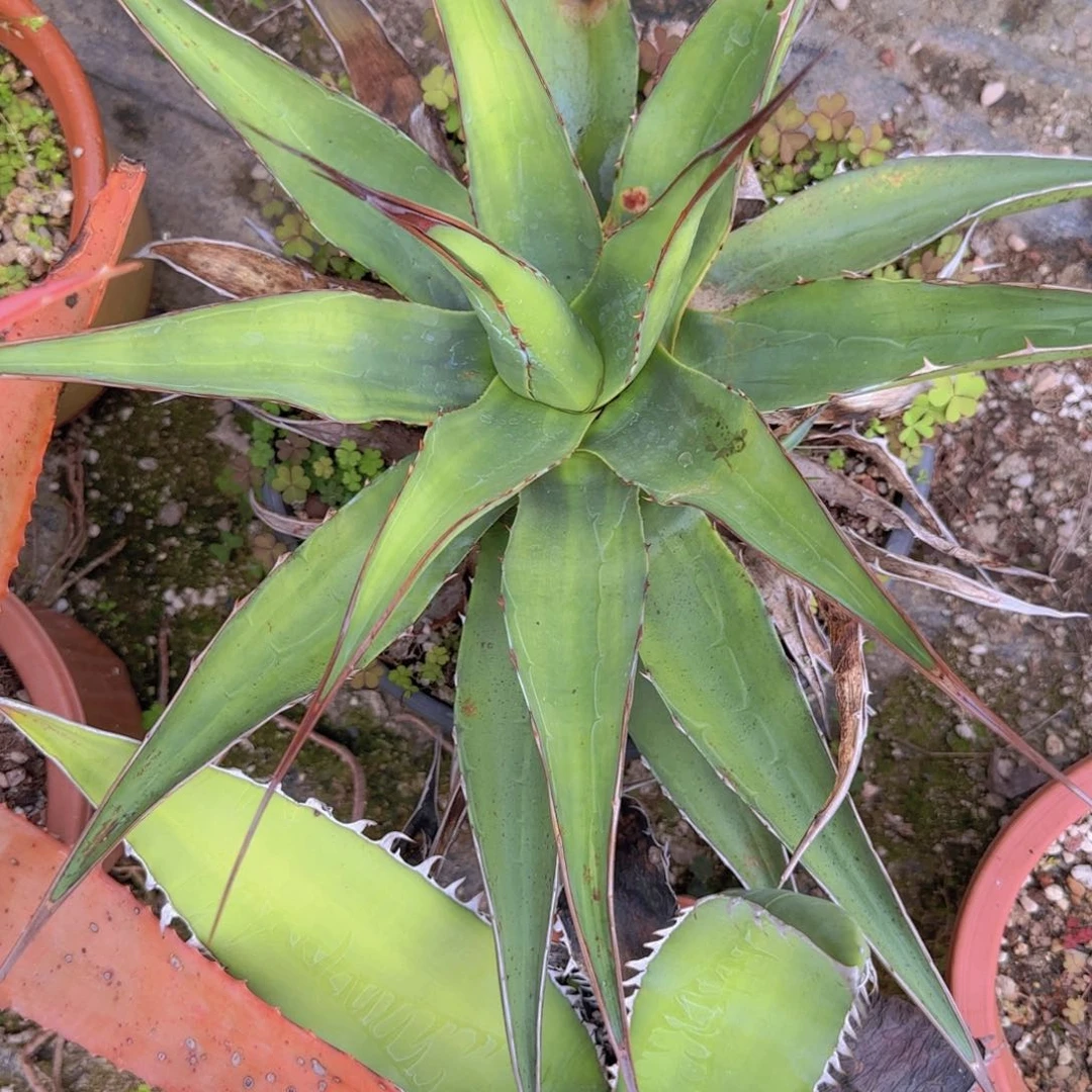 五****’块根植物块根植物块根