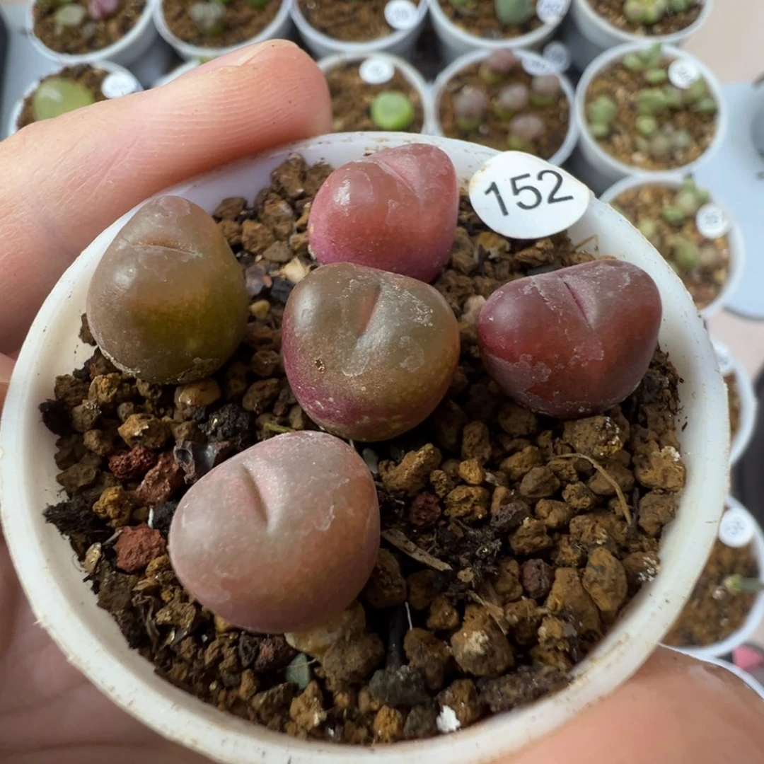 吕红一颗脱土1520000