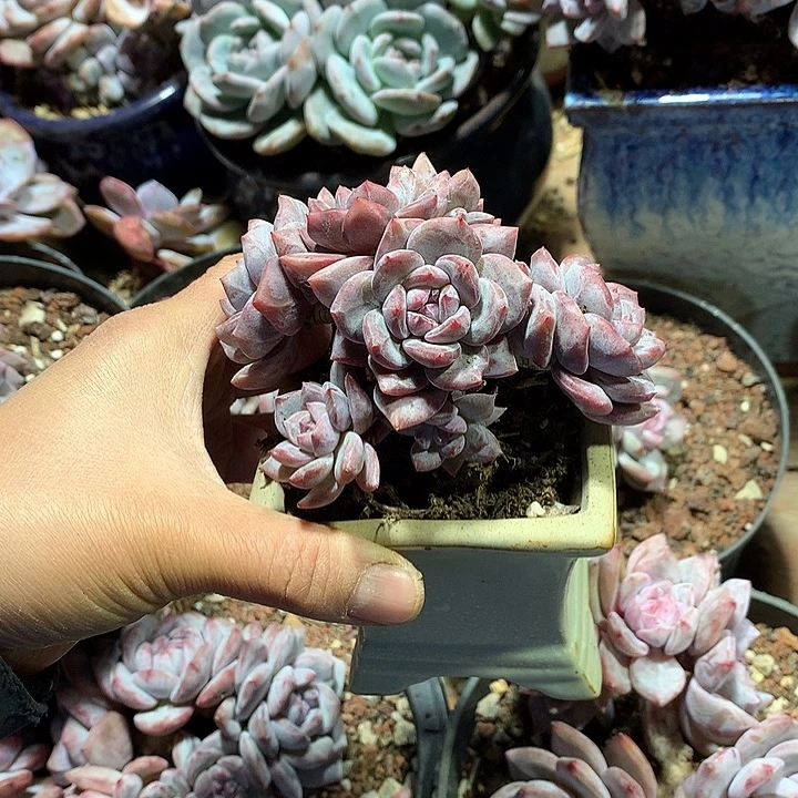 煜吖星影多肉植物