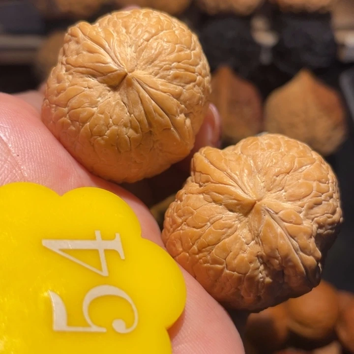 魔***王粗筋大西瓜尺寸35