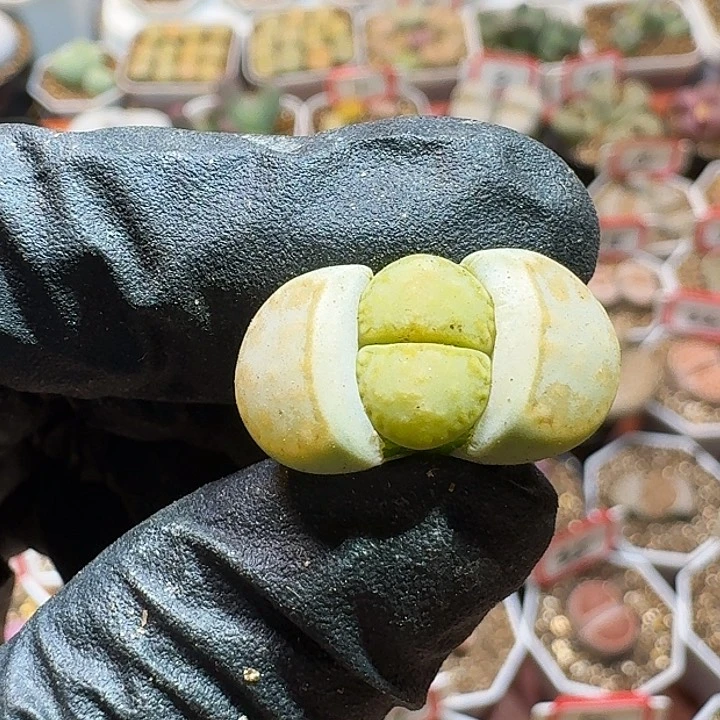 生石花2333:    125