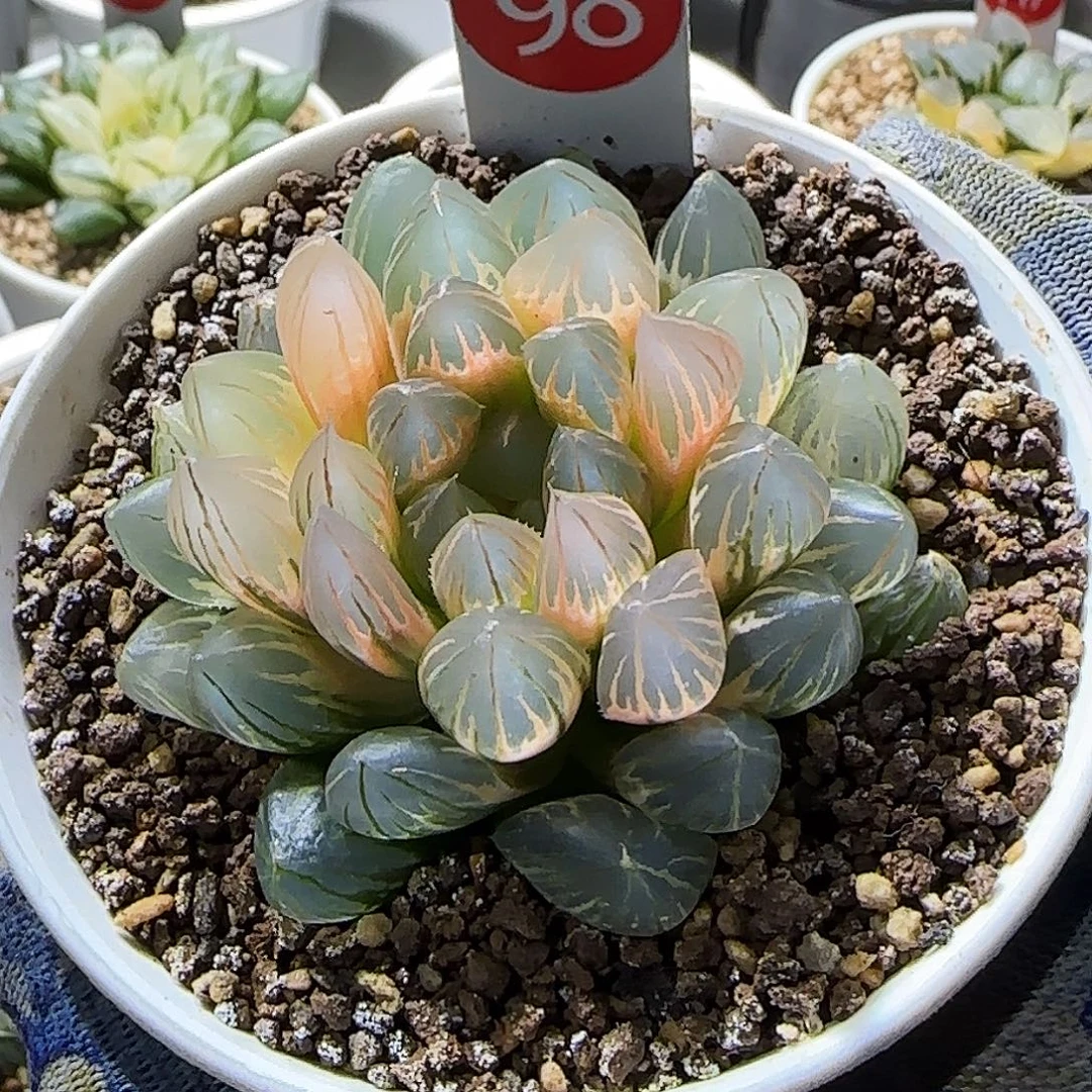 98号糊斑霓虹灯 6.8 厘米左右一物一拍带盆发货