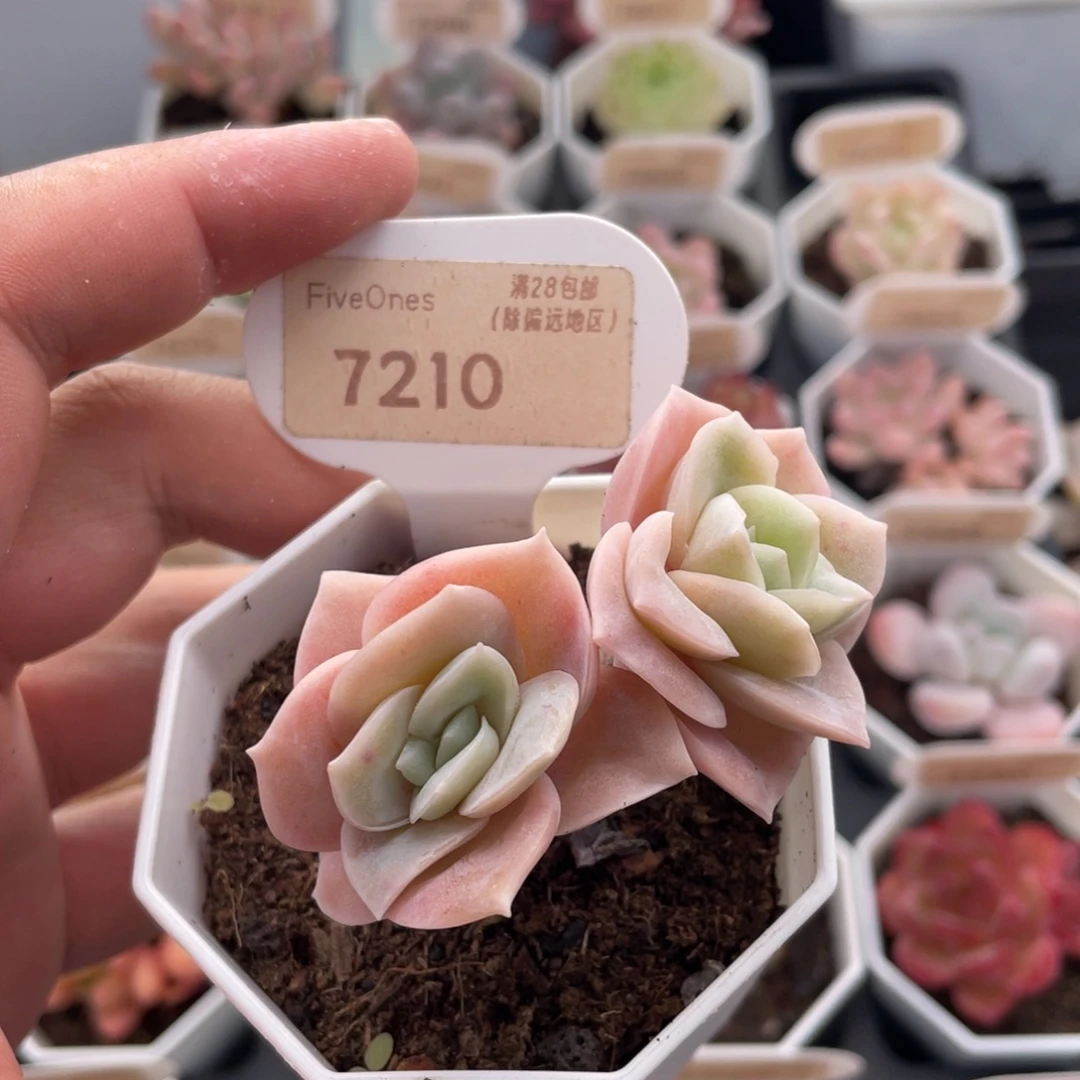 可爱玫瑰7210-6.5厘米