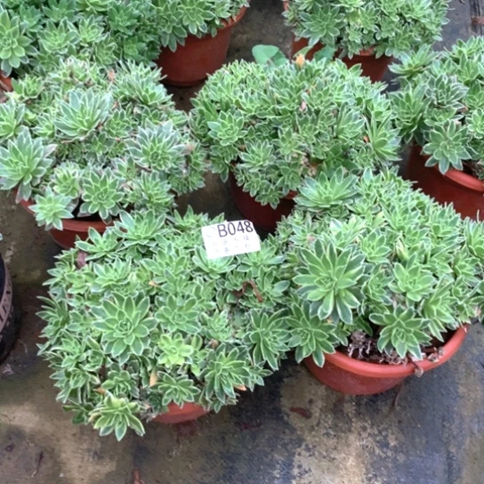 多肉植物048多肉