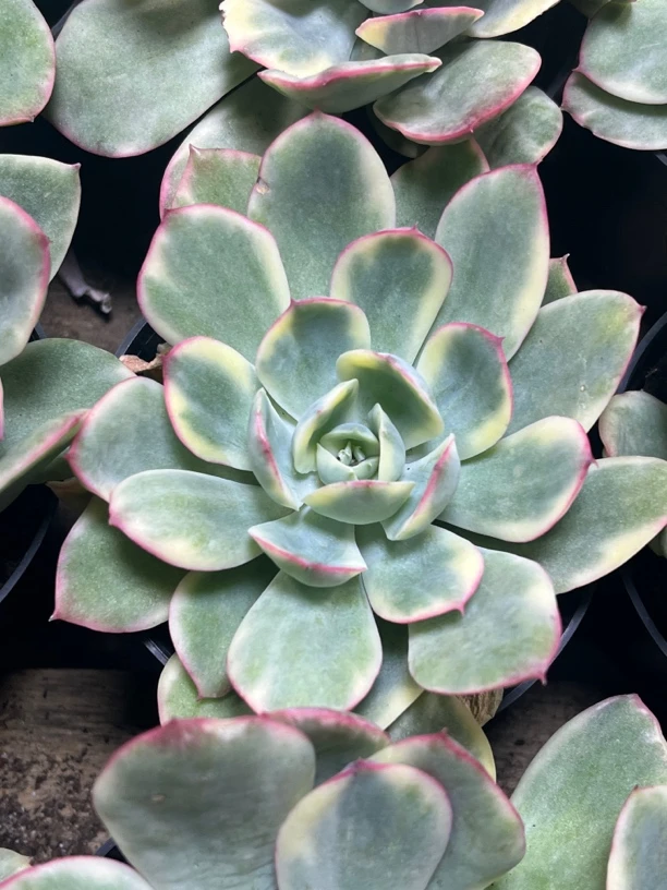 【任意两单包邮】绮罗仙子锦10厘米多肉植物，脱土发货