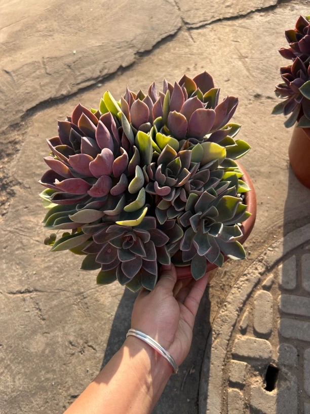 群生紫气东来多肉植物   全场满12.9包邮