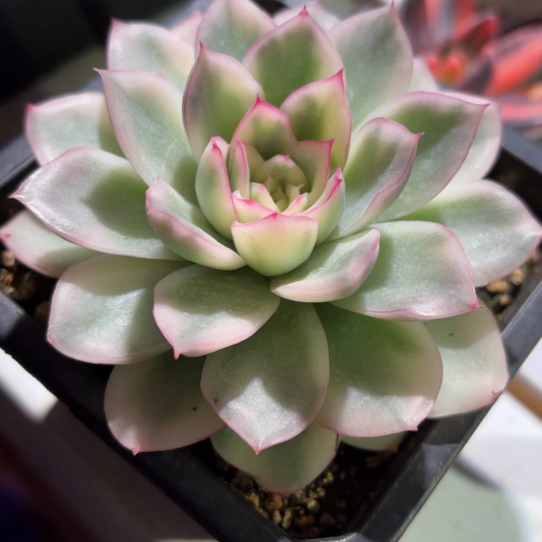 寒酥锦多肉植物盆栽花卉