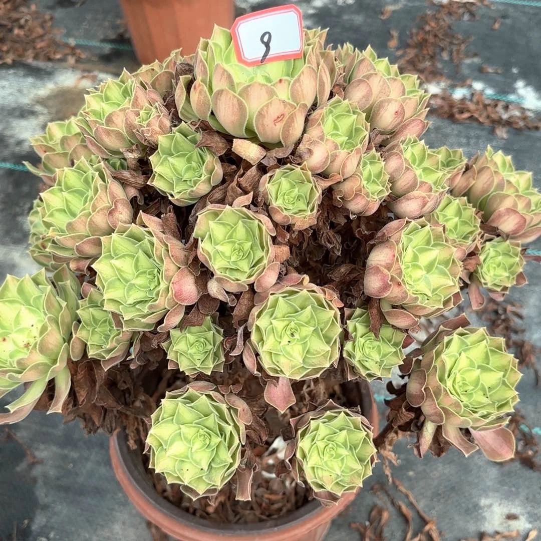 全部花朵9少华多肉植物