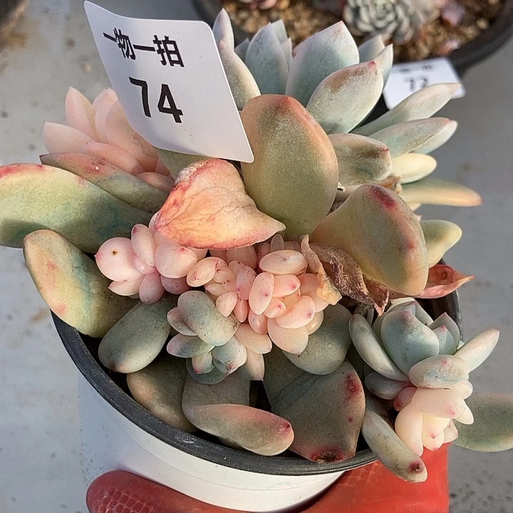 74 号一物一拍不退不换