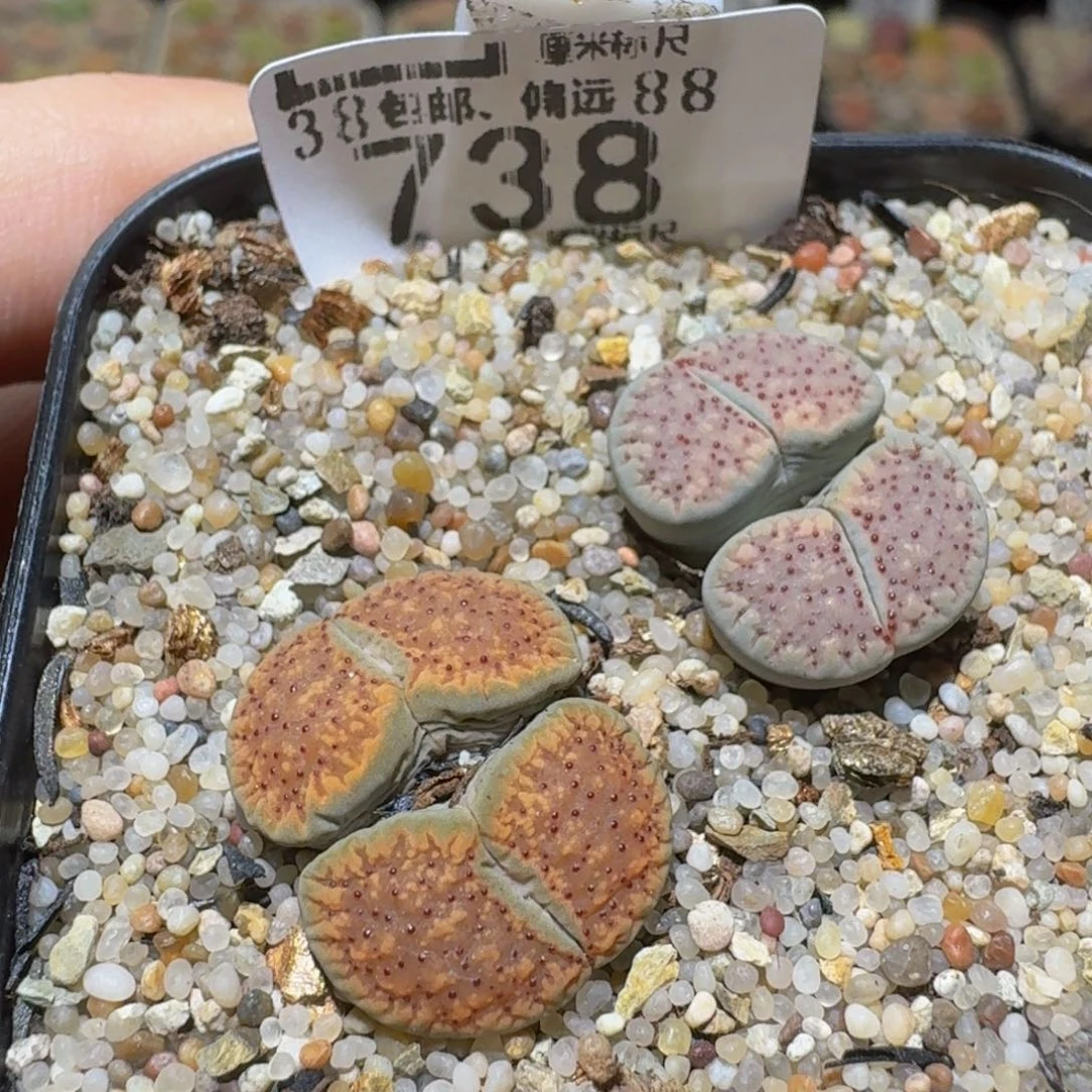 Sssss生石花肉锥738