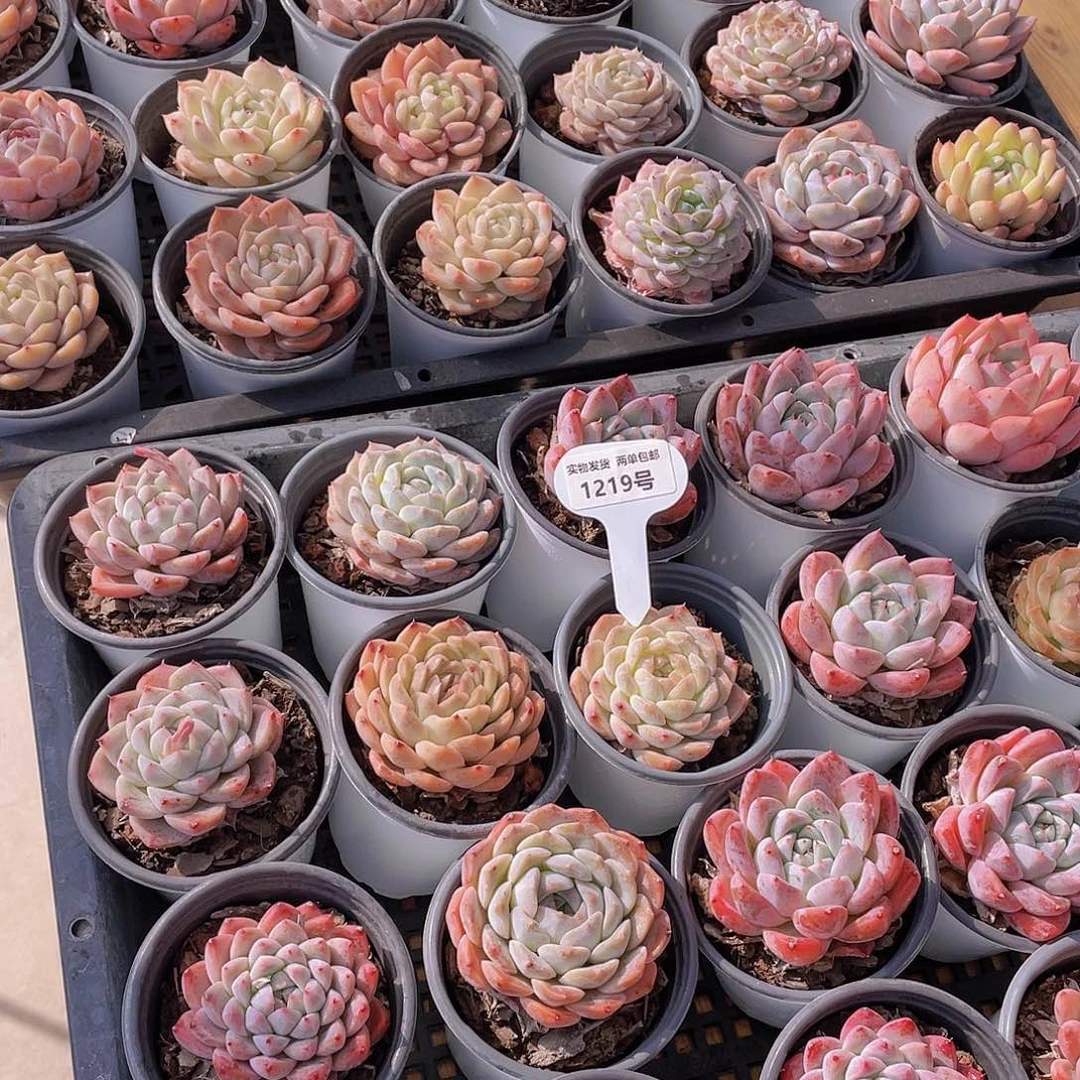 1219号 精品组合大单头3个