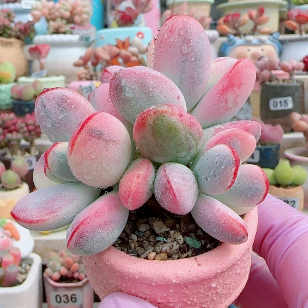 乒乓福娘锦 盆口4cm