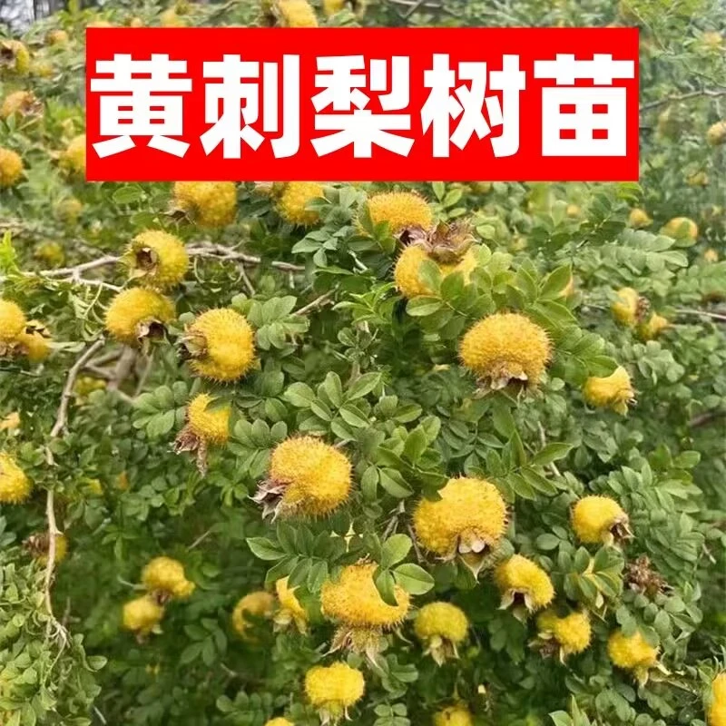 贵州食用水果金刺梨苗无籽刺梨树苗果树苗盆栽花卉现挖现