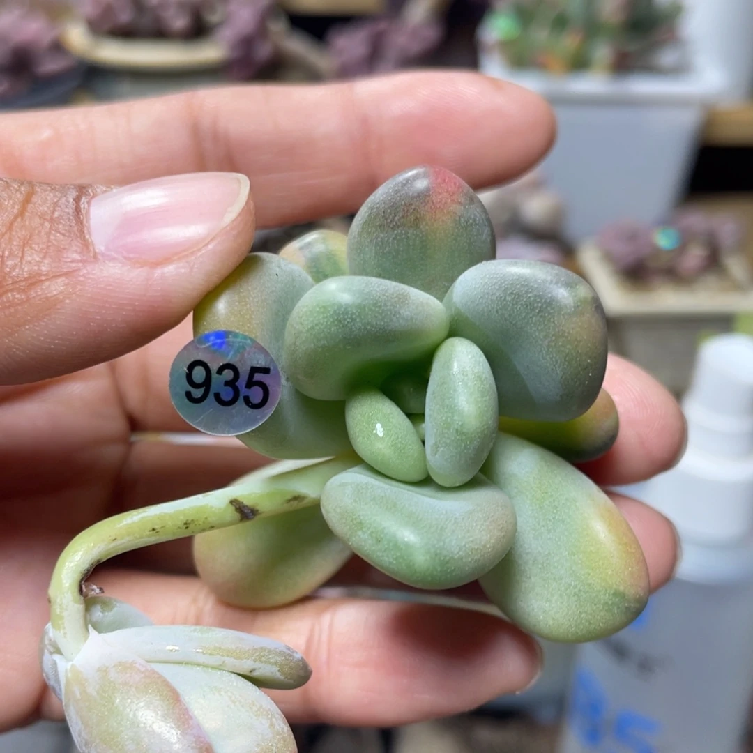 象牙奶酪锦多肉植物