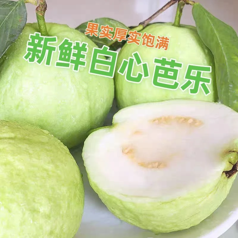 正宗广西白心芭乐果园直发应季水果番石榴脆甜水果孕妇可吃一整箱