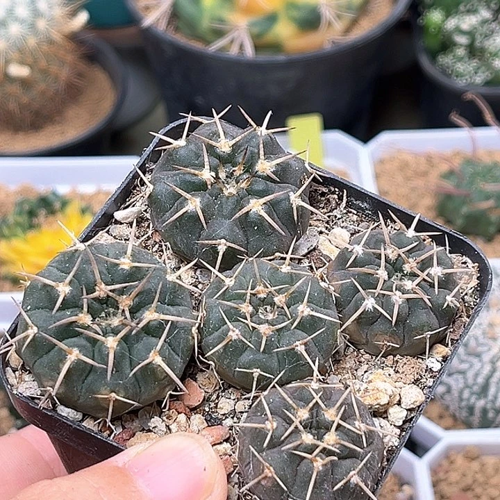 无花朵裸萼实生球