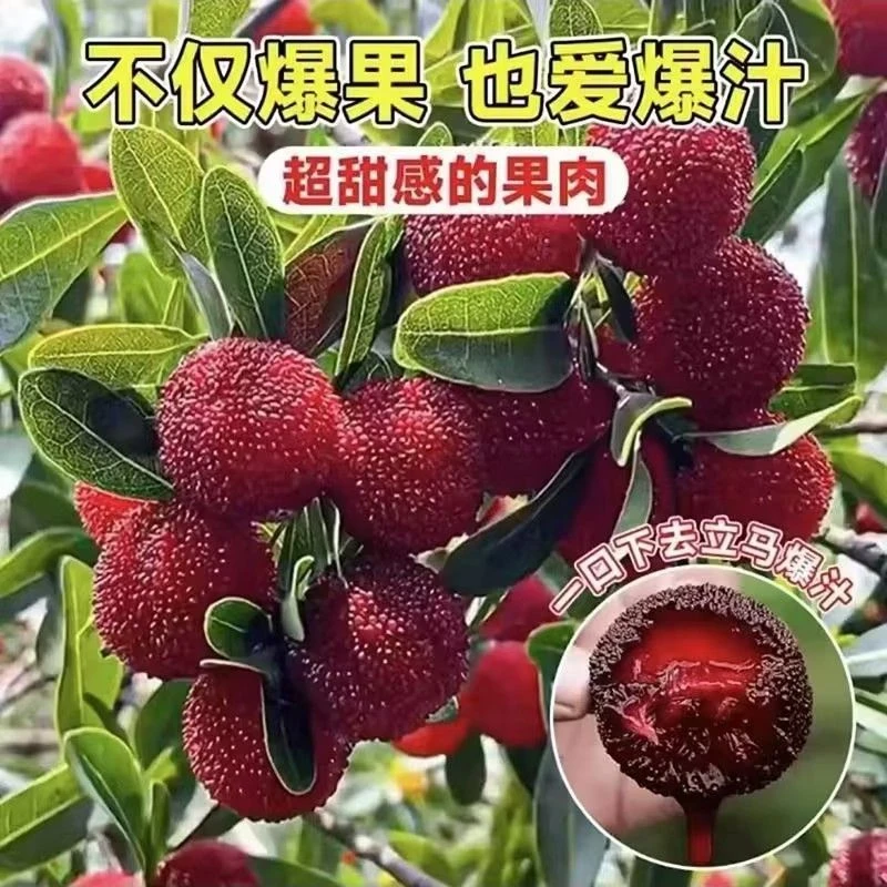 【对版真苗】黑炭杨梅东魁杨梅嫁接树苖带土种植盆栽当年结果批发