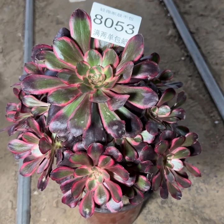 8053丽娜多肉植物