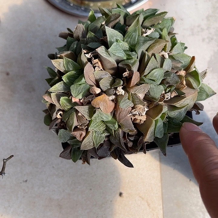 无花朵寿群一物一拍